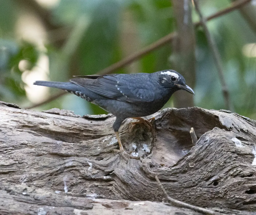 白眉地鸫(Geokichla sibirica)