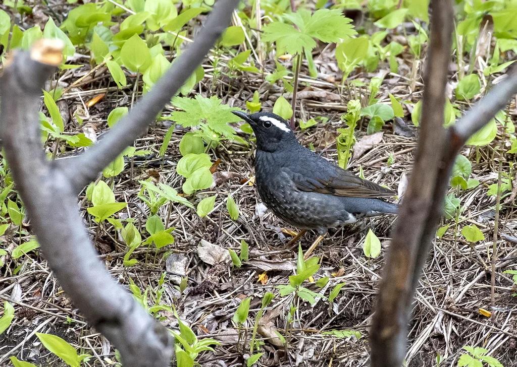白眉地鸫(Geokichla sibirica)
