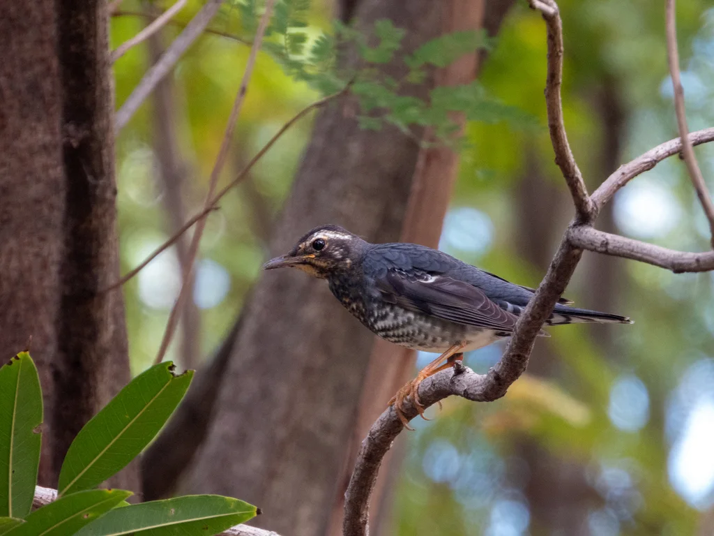 白眉地鸫(Geokichla sibirica)