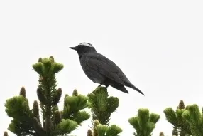 白眉地鸫(Geokichla sibirica)
