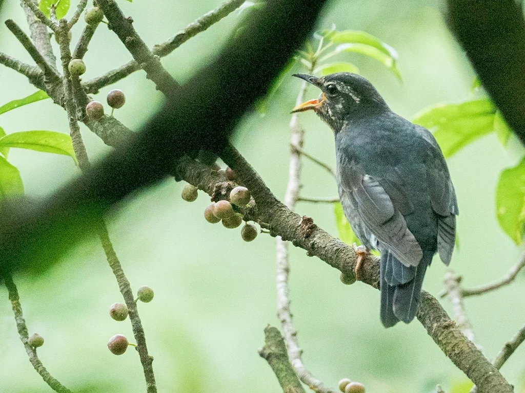 白眉地鸫(Geokichla sibirica)