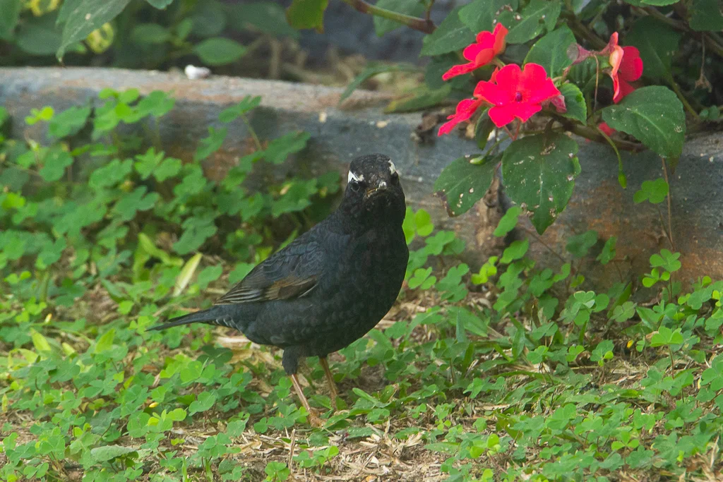 白眉地鸫(Geokichla sibirica)