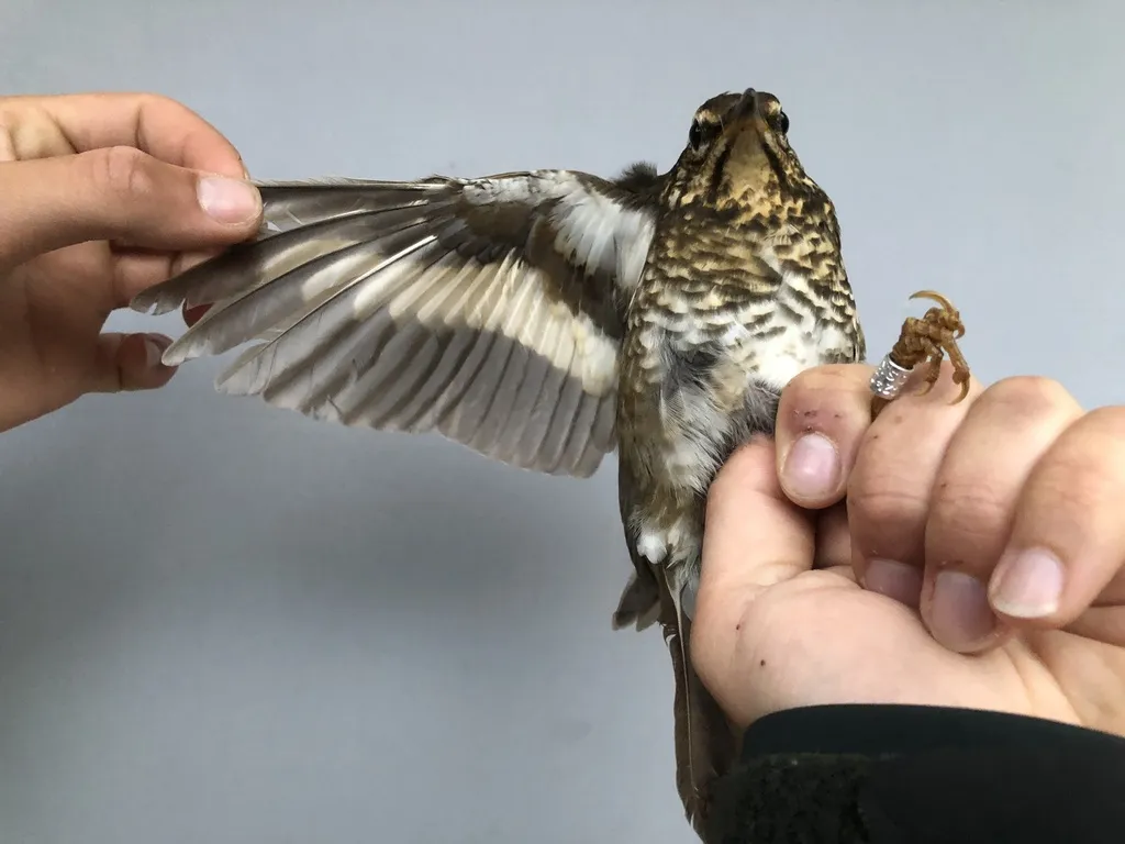 白眉地鸫(Geokichla sibirica)