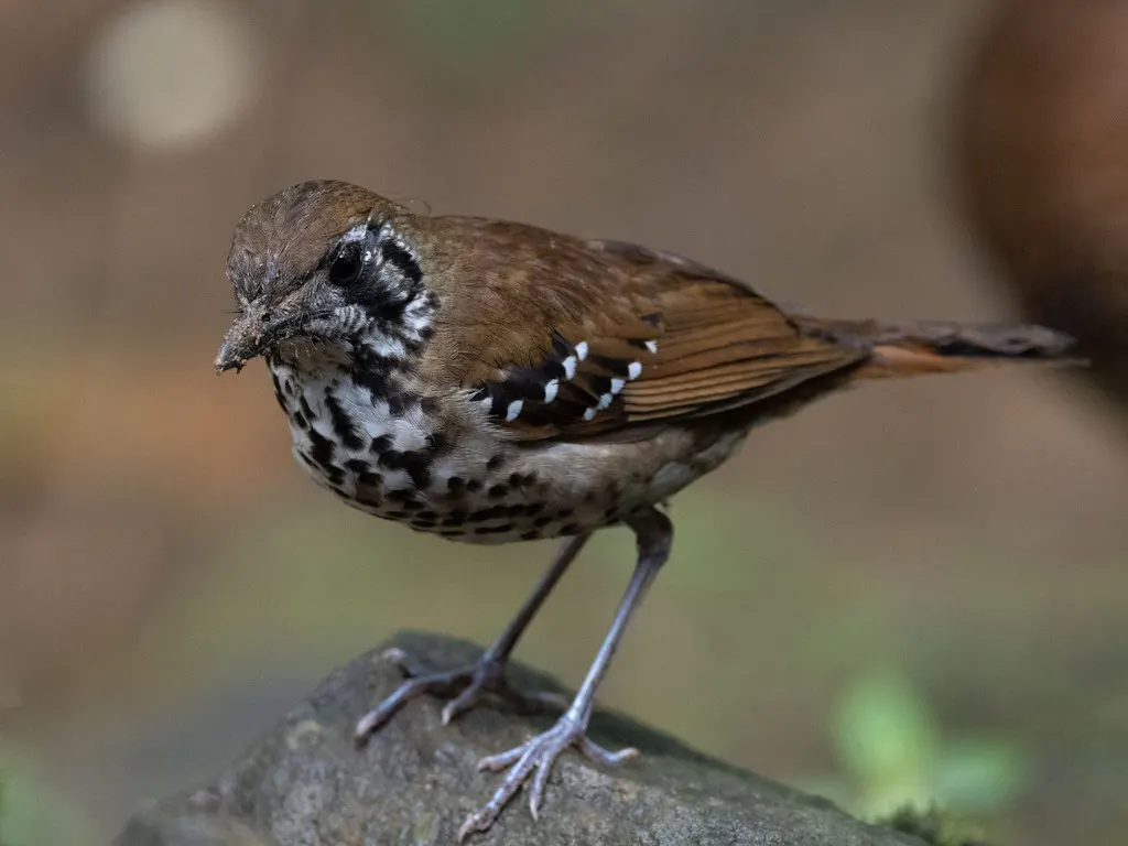斑翅地鸫(Geokichla spiloptera)