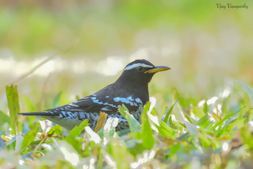 杂色地鸫(Geokichla wardii)