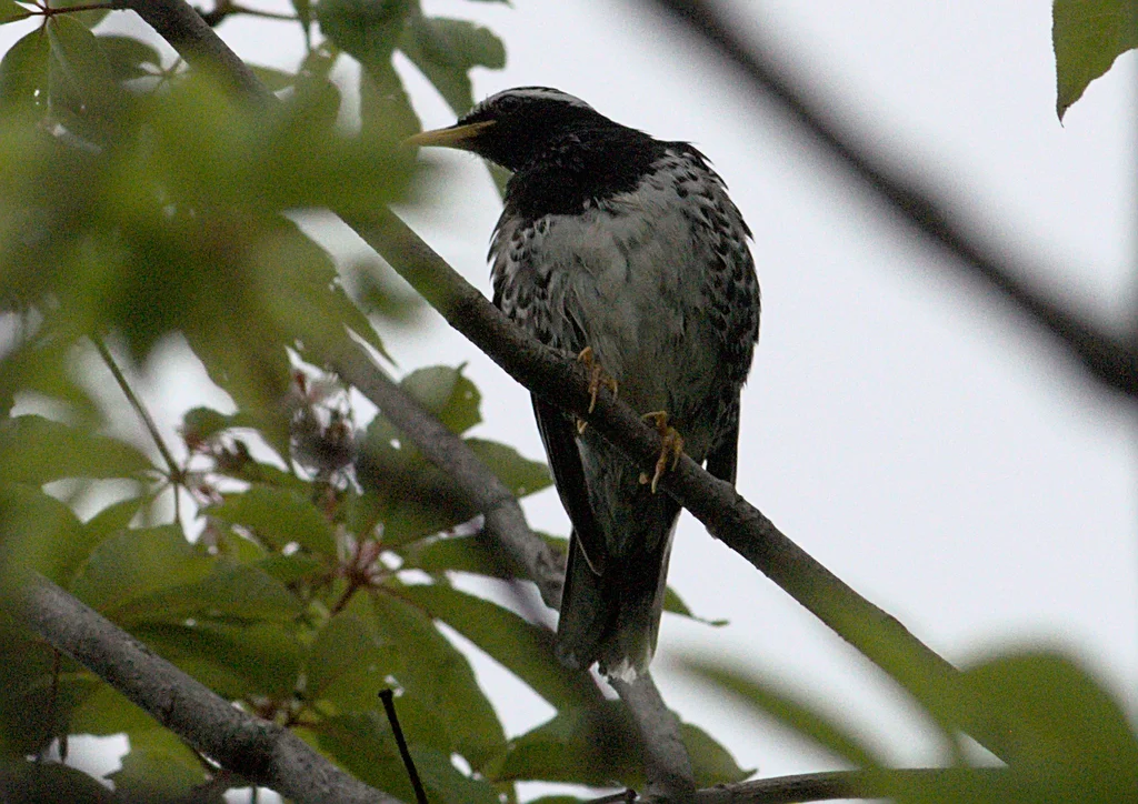 杂色地鸫(Geokichla wardii)