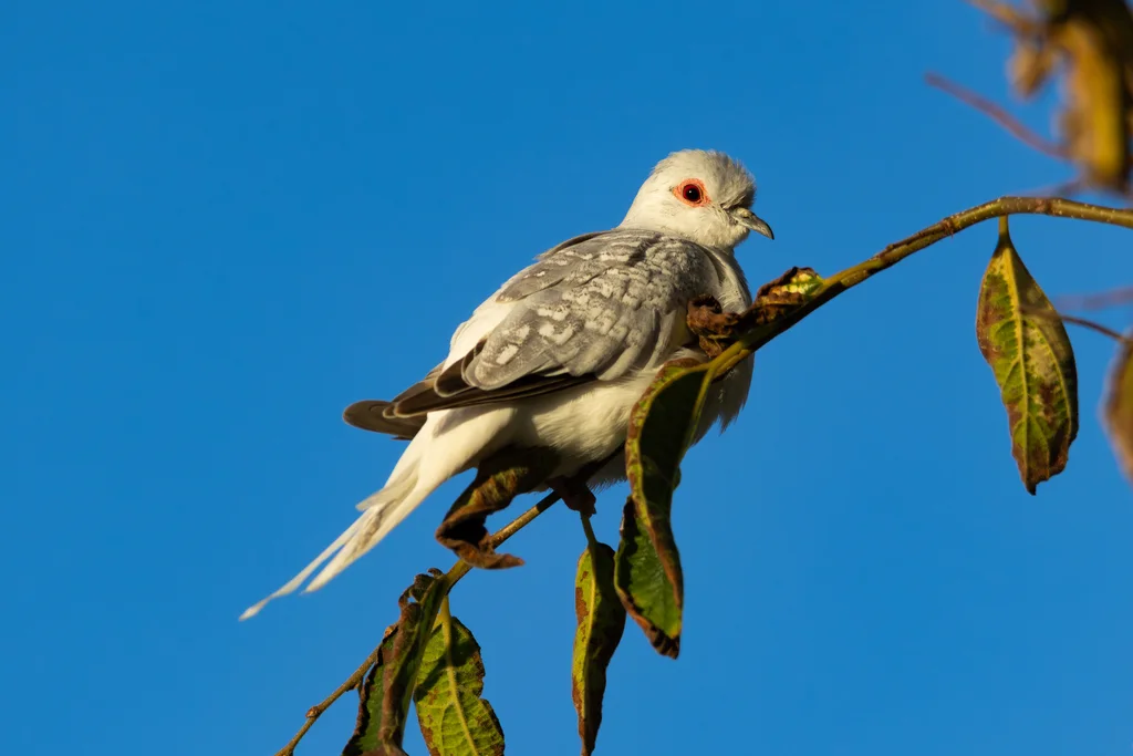 姬地鸠(Geopelia cuneata)