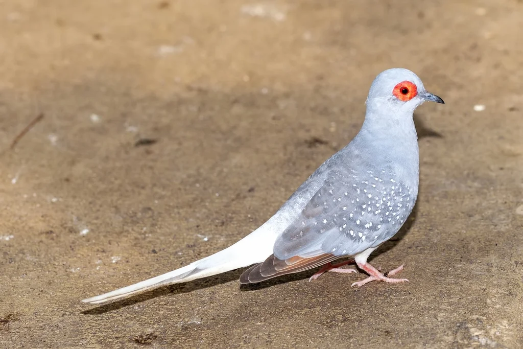 姬地鸠(Geopelia cuneata)