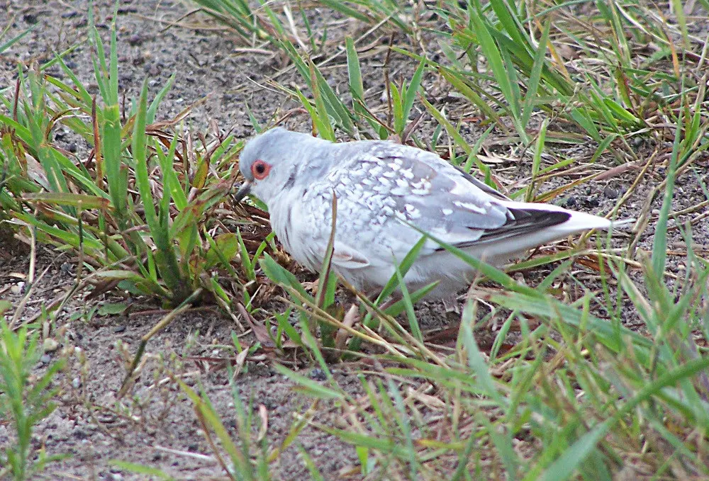 姬地鸠(Geopelia cuneata)