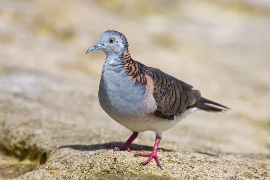 斑肩姬地鸠(Geopelia humeralis)