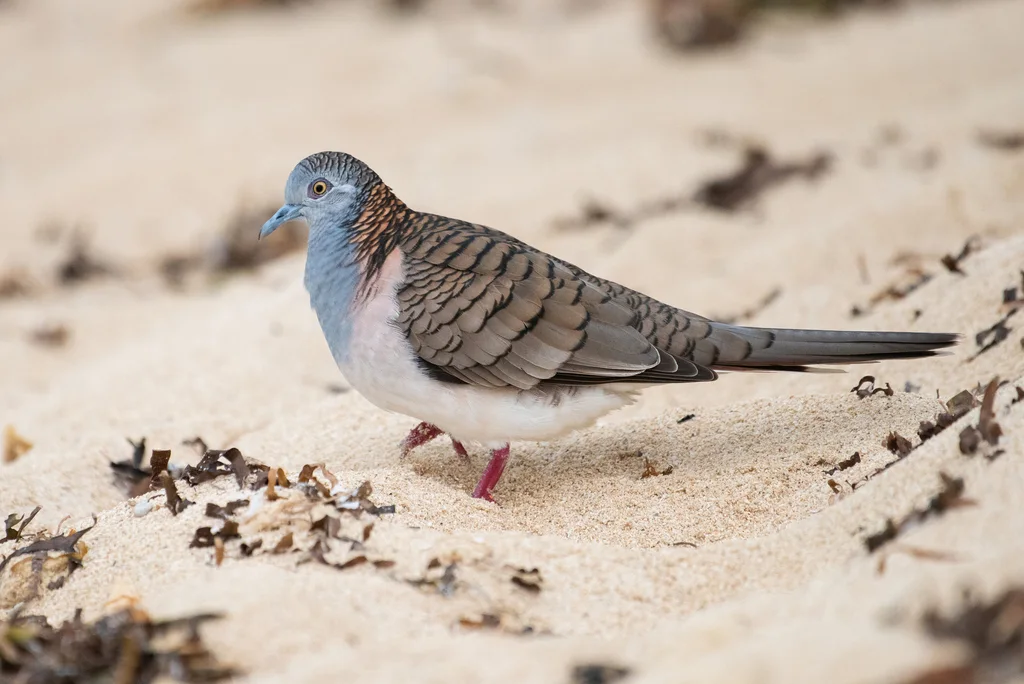 斑肩姬地鸠(Geopelia humeralis)