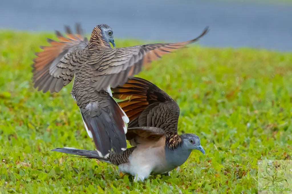 斑肩姬地鸠(Geopelia humeralis)