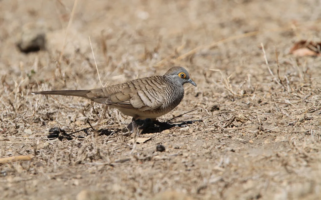帝汶姬地鸠（Geopelia maugeus）
