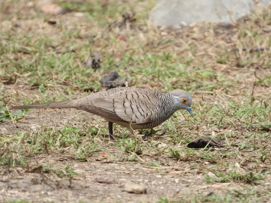 帝汶姬地鸠（Geopelia maugeus）