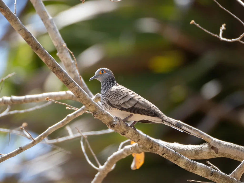 帝汶姬地鸠（Geopelia maugeus）