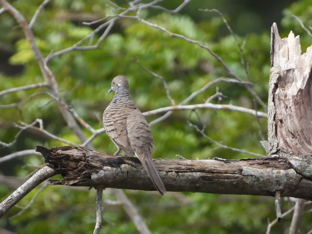 帝汶姬地鸠（Geopelia maugeus）