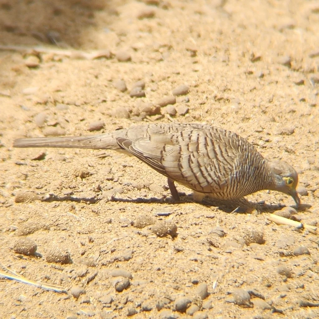 帝汶姬地鸠（Geopelia maugeus）