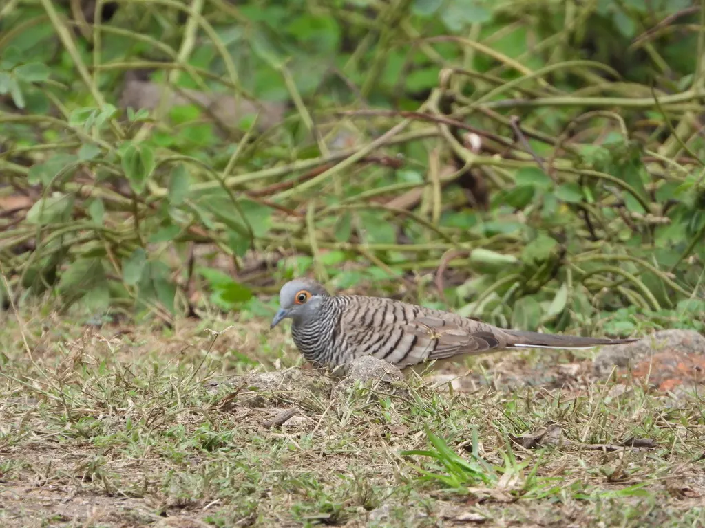 帝汶姬地鸠（Geopelia maugeus）