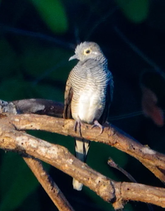 帝汶姬地鸠（Geopelia maugeus）