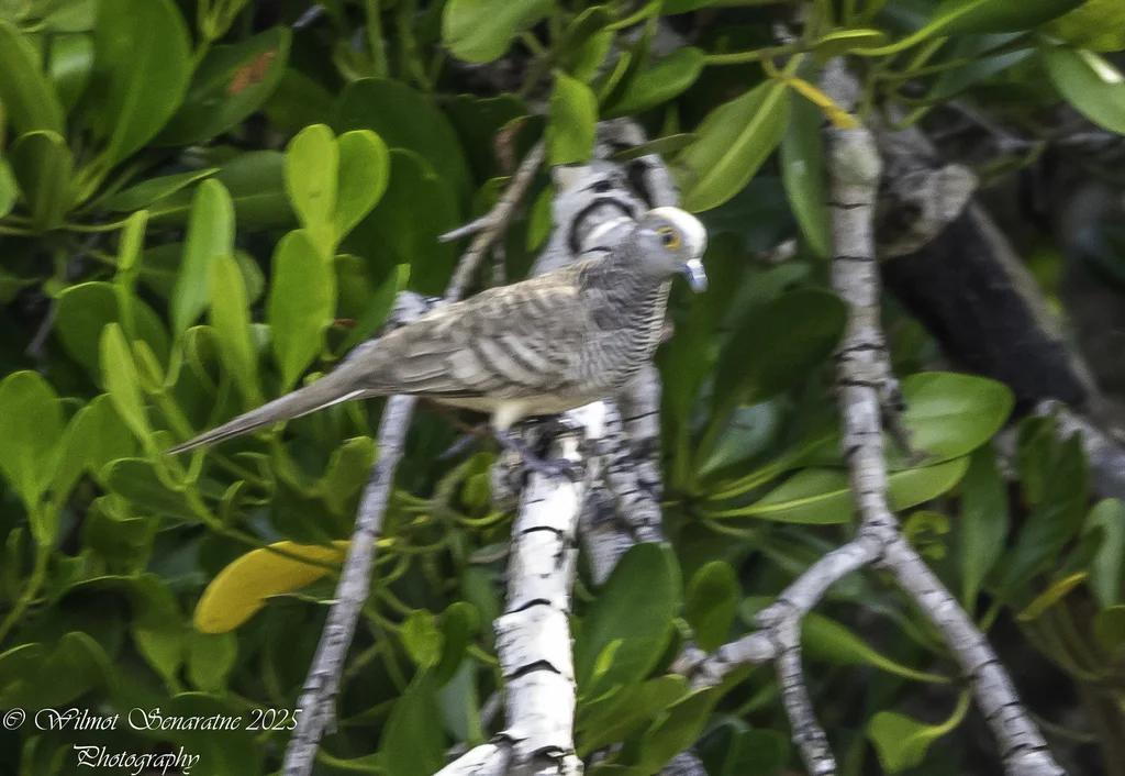 帝汶姬地鸠（Geopelia maugeus）