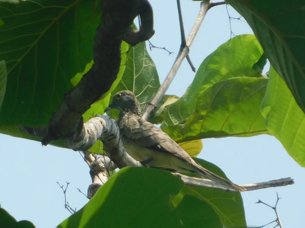帝汶姬地鸠（Geopelia maugeus）