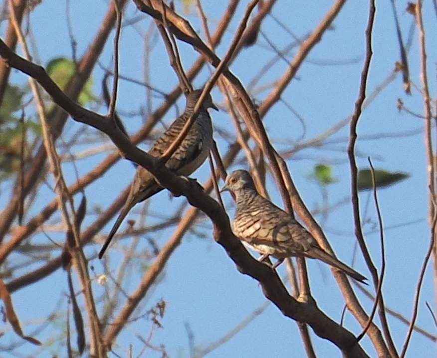 帝汶姬地鸠（Geopelia maugeus）