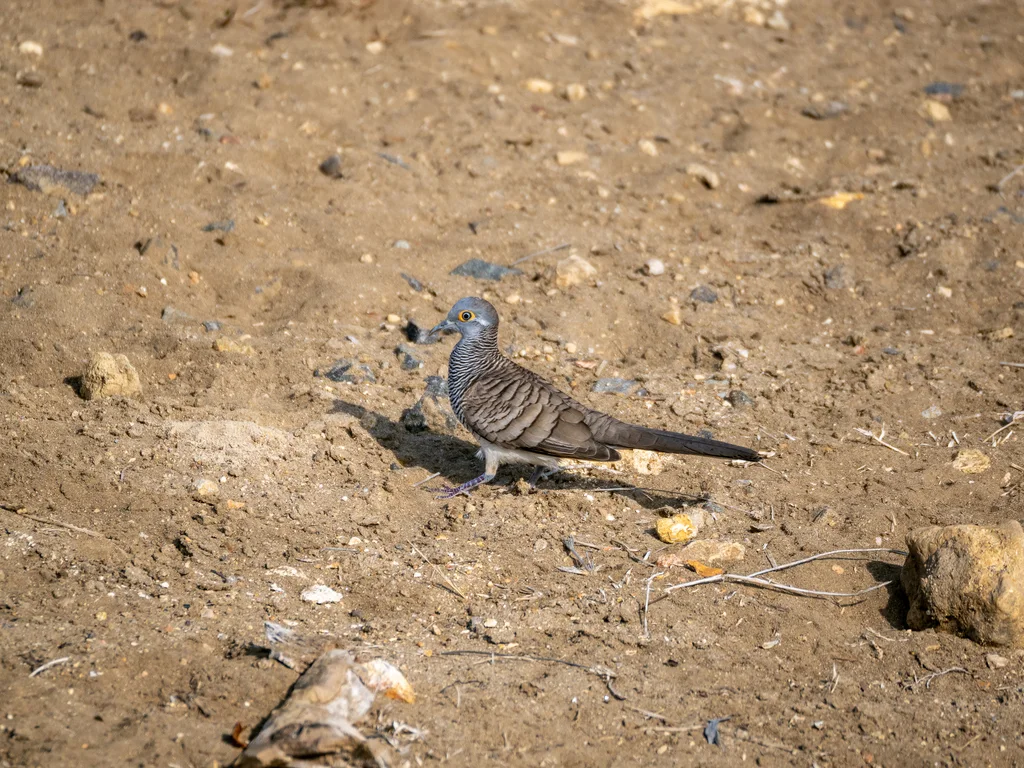 帝汶姬地鸠（Geopelia maugeus）