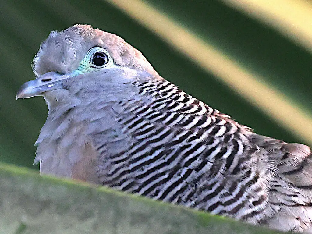 斑姬地鸠(Geopelia striata)