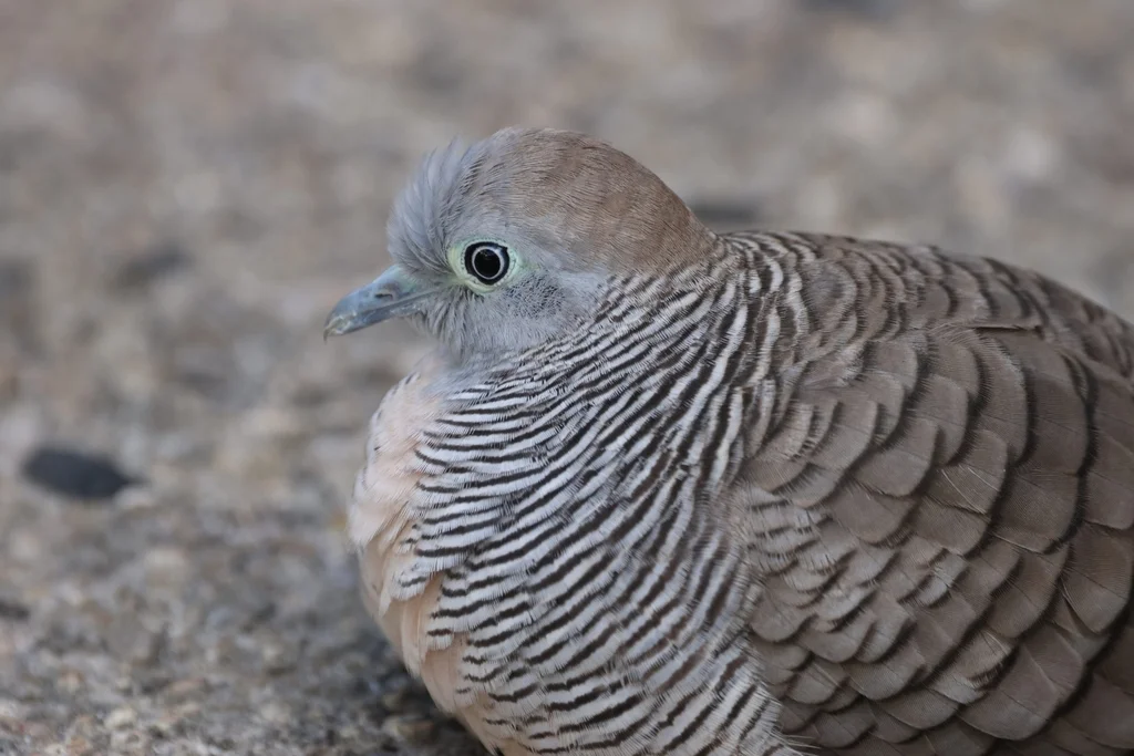 斑姬地鸠(Geopelia striata)