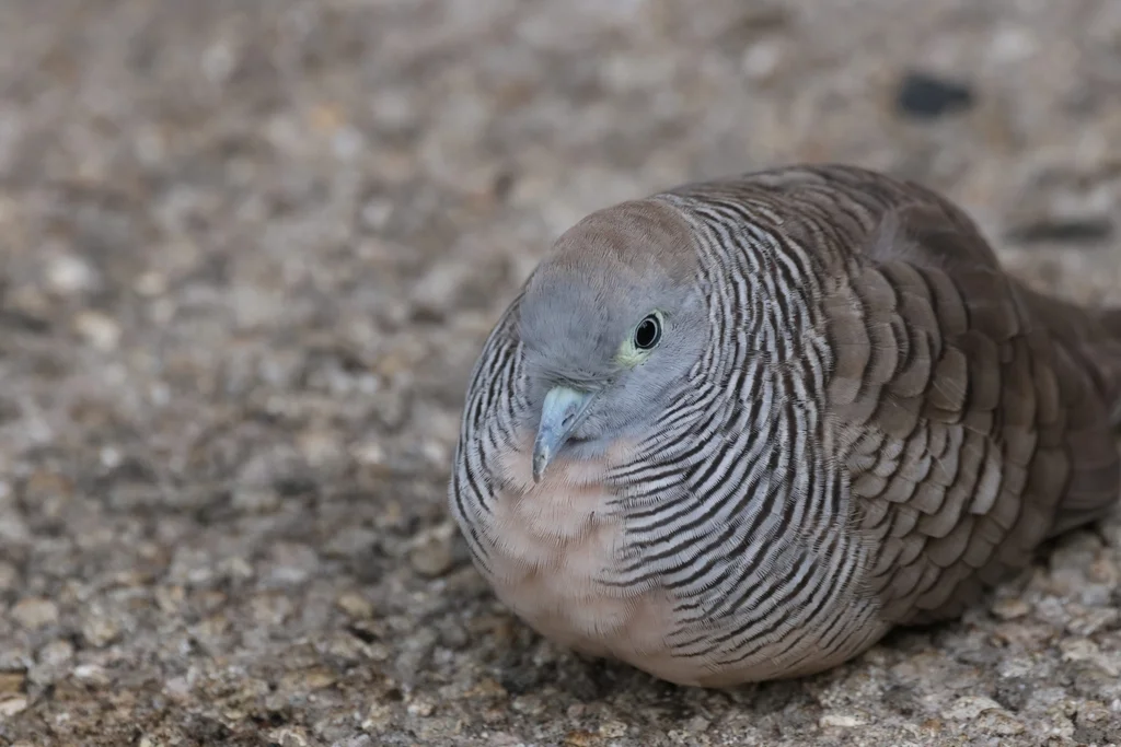 斑姬地鸠(Geopelia striata)