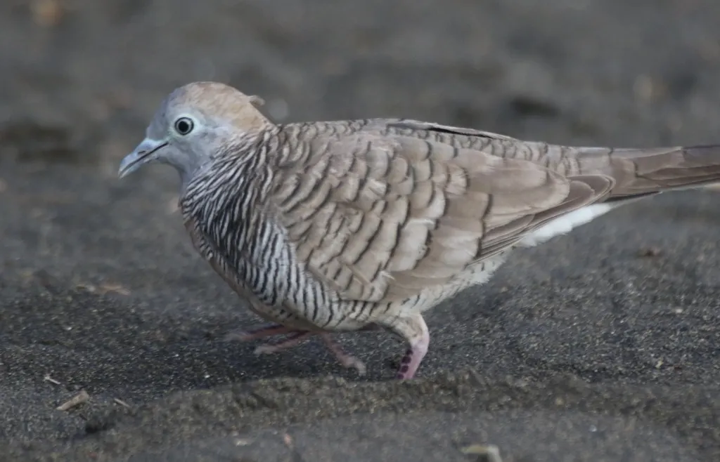 斑姬地鸠(Geopelia striata)