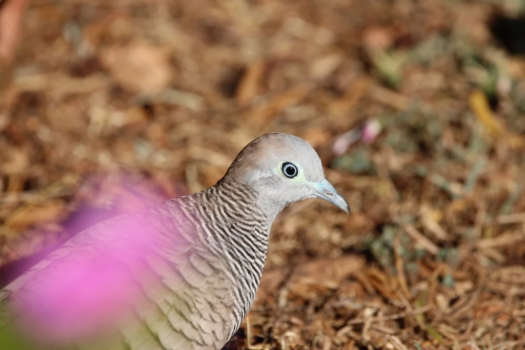 斑姬地鸠(Geopelia striata)
