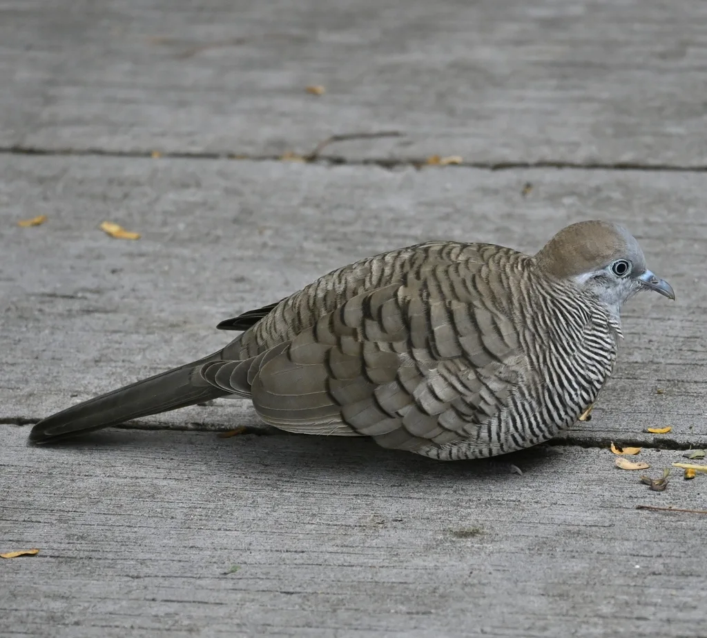 斑姬地鸠(Geopelia striata)