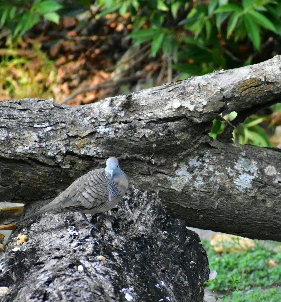 斑姬地鸠(Geopelia striata)