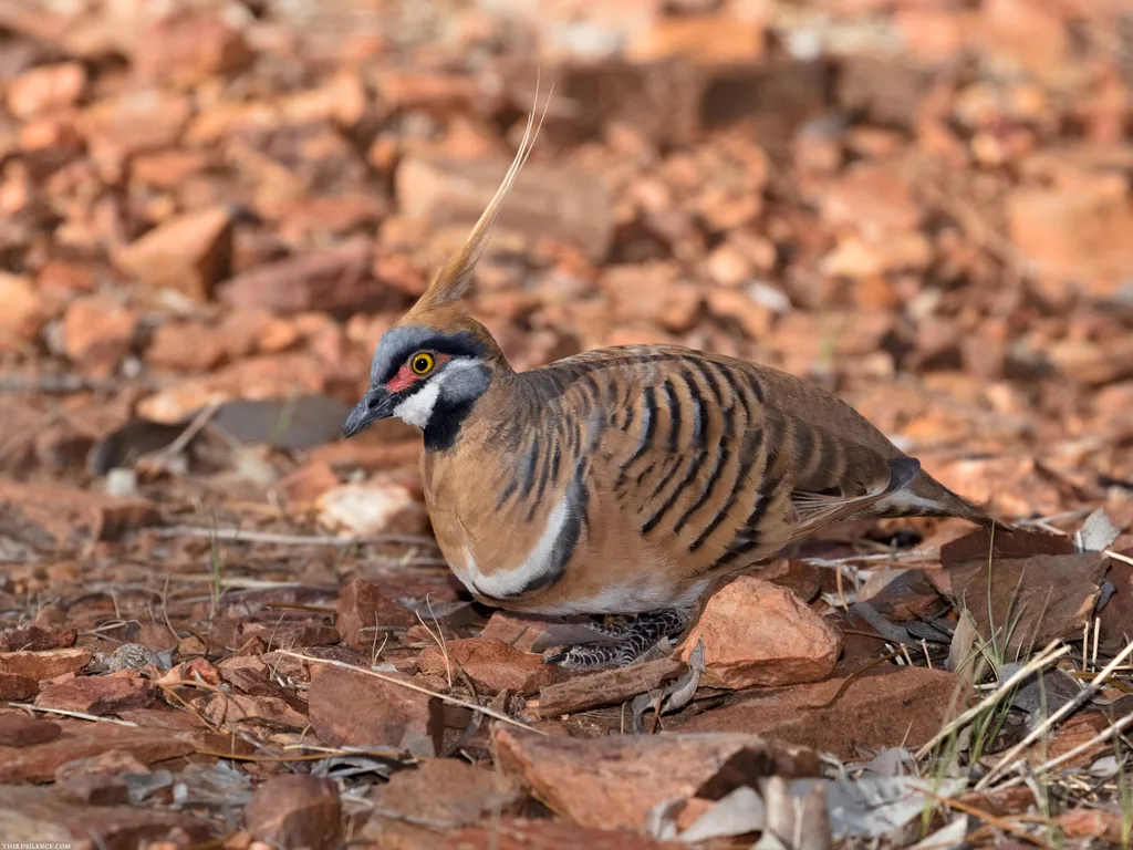 冠翎鹑鸠(Geophaps plumifera)
