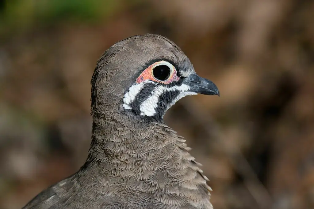 鹑鸠(Geophaps scripta)