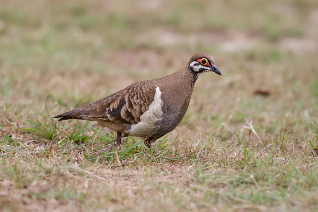 鹑鸠(Geophaps scripta)