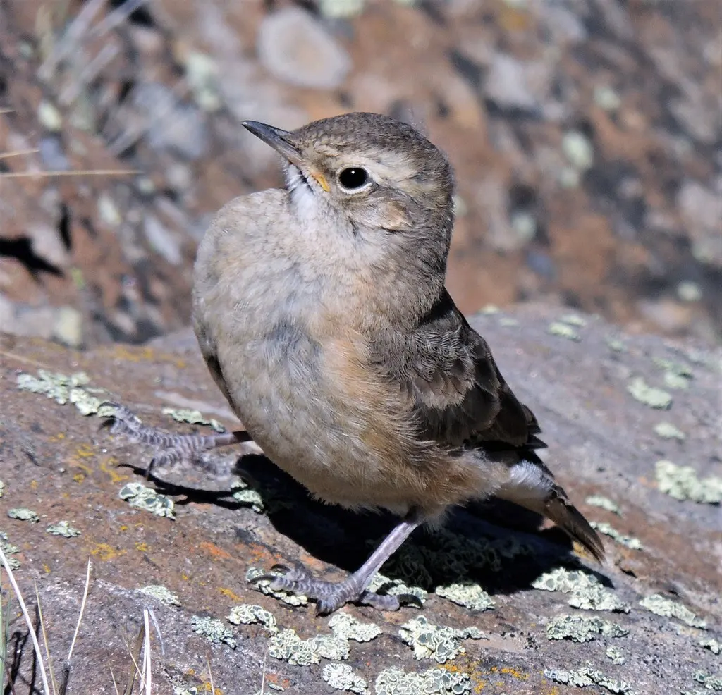 短嘴掘穴雀(Geositta antarctica)