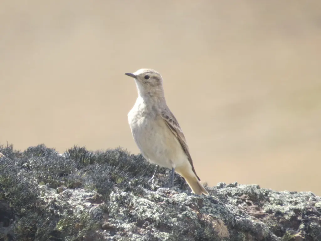 短嘴掘穴雀(Geositta antarctica)