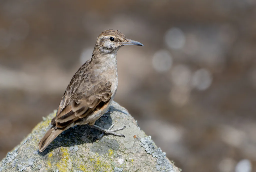 厚嘴掘穴雀(Geositta crassirostris)