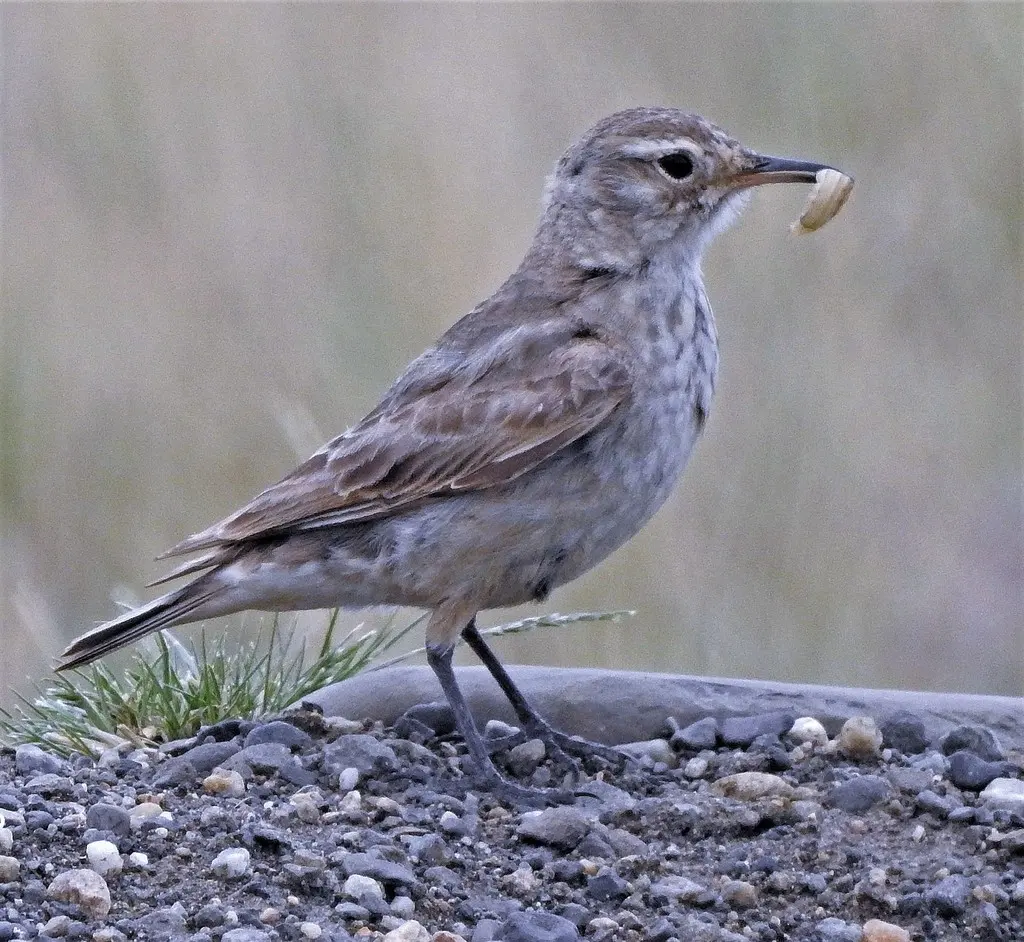 掘穴雀(Geositta cunicularia)