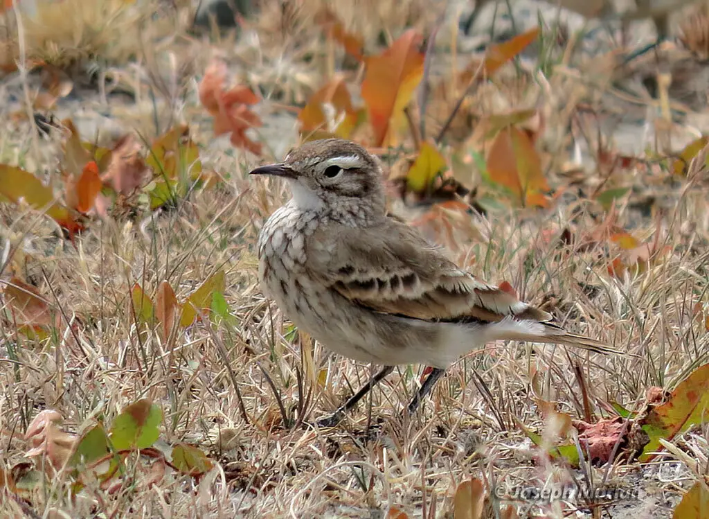 掘穴雀(Geositta cunicularia)