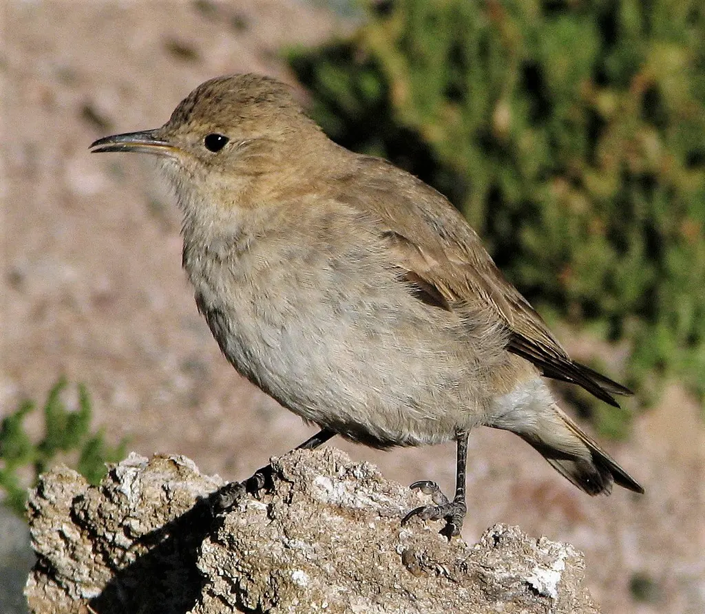 白腰掘穴雀(Geositta isabellina)