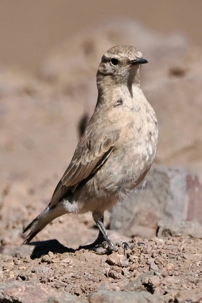 白腰掘穴雀(Geositta isabellina)