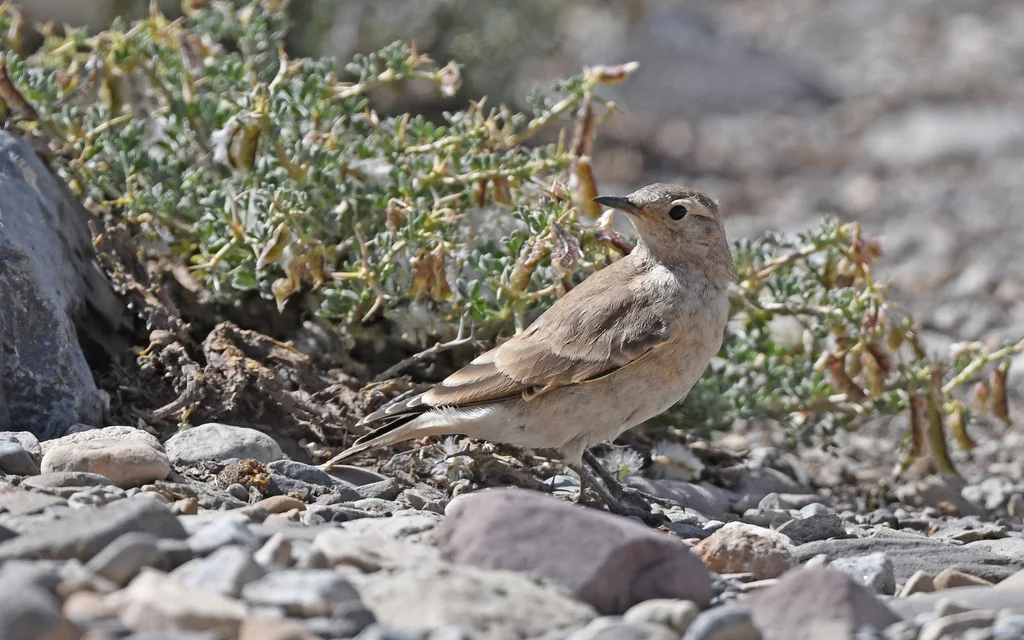 白腰掘穴雀(Geositta isabellina)