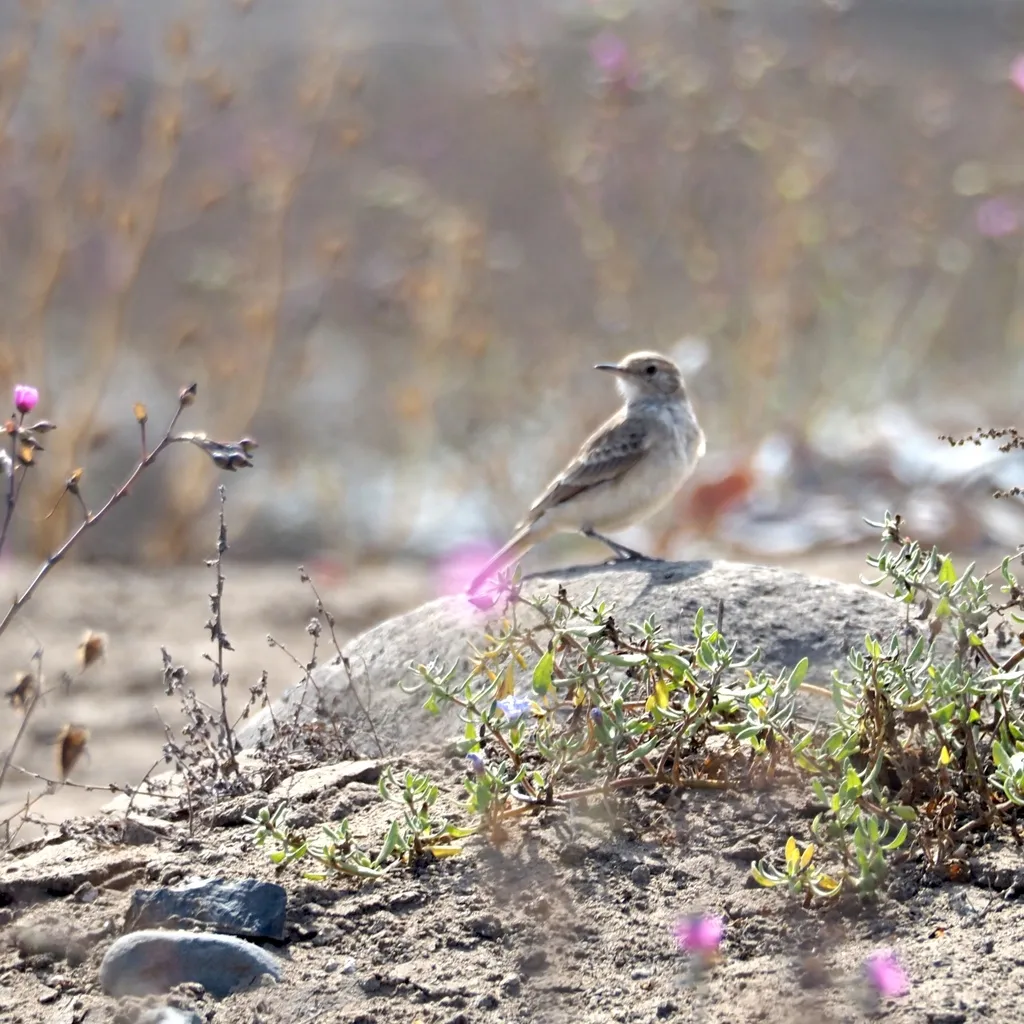 灰掘穴雀(Geositta maritima)