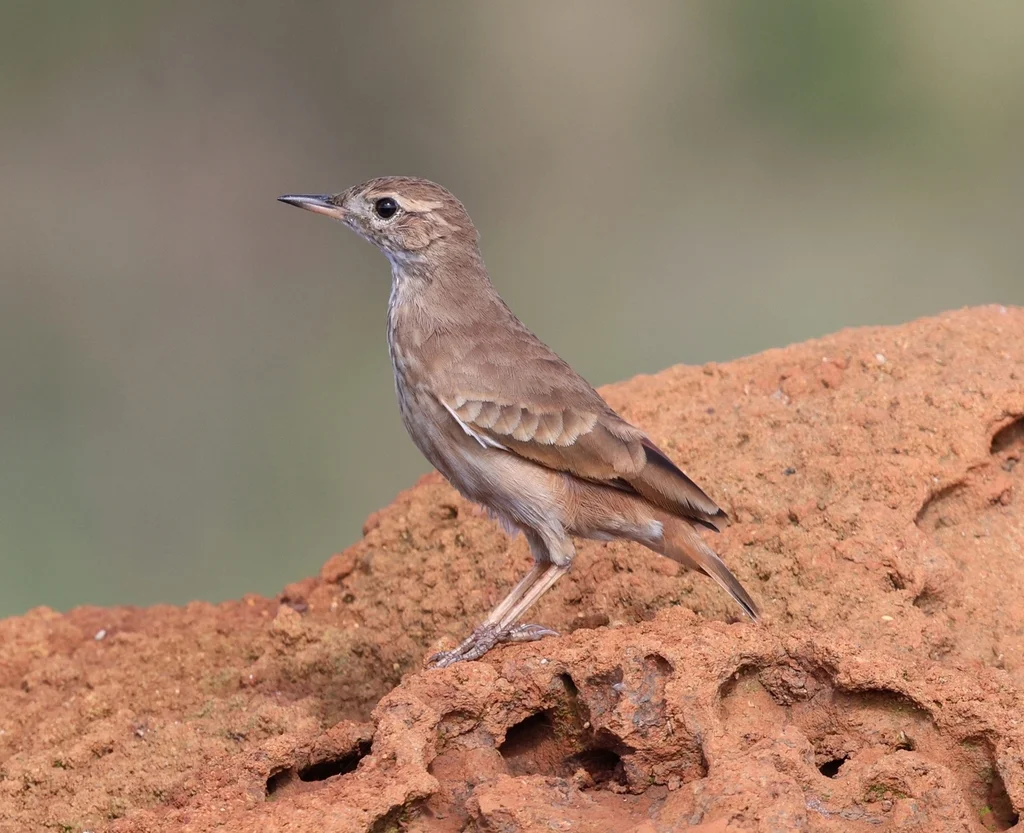 草原掘穴雀(Geositta poeciloptera)