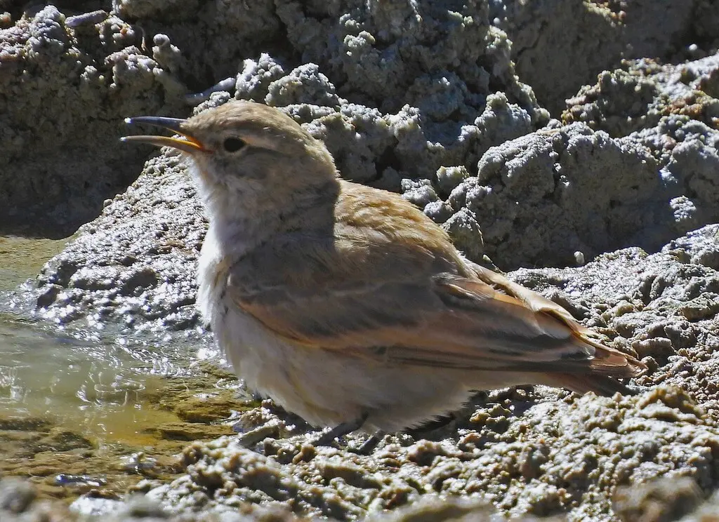 高山掘穴雀（Geositta punensis）