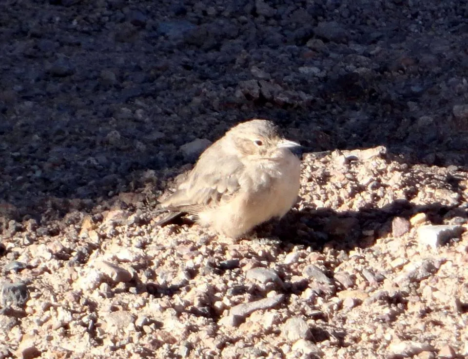 高山掘穴雀（Geositta punensis）