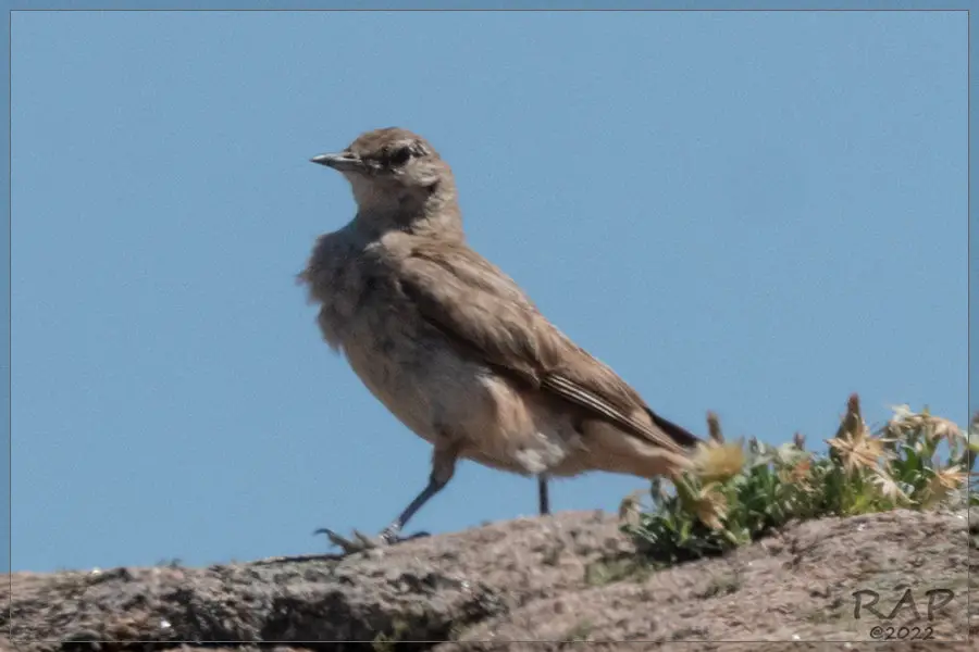 棕斑掘穴雀(Geositta rufipennis)